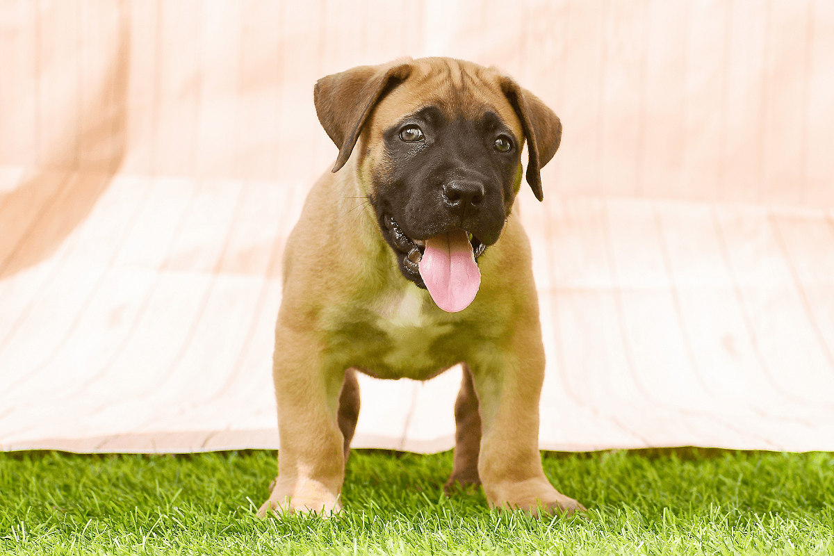 Dsire Boerboels - Premium Boerboel Kennel