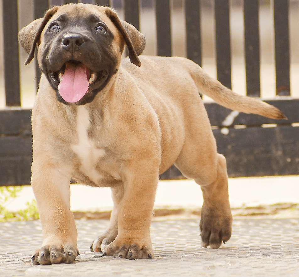 Majestic Boerboel dog